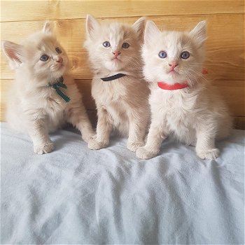 3 prachtige Ragdoll Cross-kittens - 0