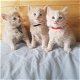 3 prachtige Ragdoll Cross-kittens - 0 - Thumbnail