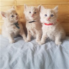 3 prachtige Ragdoll Cross-kittens