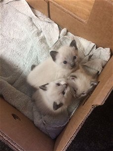 Zes weken oude rasechte Siamese kittens.
