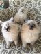 Ragdoll-kittens - 0 - Thumbnail