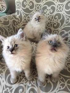 Ragdoll-kittens