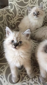 Ragdoll-kittens - 1