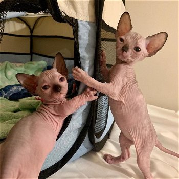 Sphynx-kittens - 0