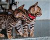 Dear Bengal kittens - 0 - Thumbnail