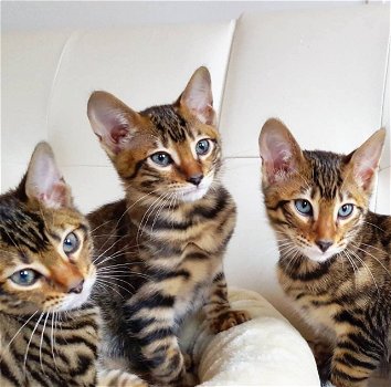 Topkwaliteit Toyger-kittens Absoluut - 0