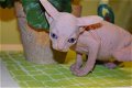 Sphynx Kittens (VIBER)whatsapp0032460210284) - 0 - Thumbnail