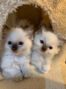 Ragdoll Kittens Prachtige baby's.