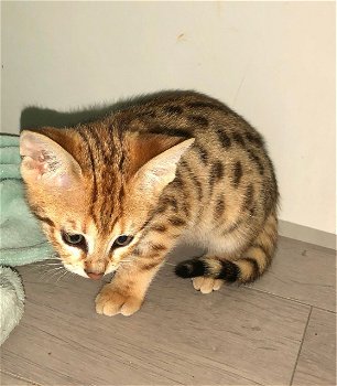 Prachtig,f3 Savannah Kitten. - 0