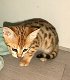 Prachtig,f3 Savannah Kitten. - 0 - Thumbnail