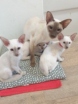 Siamese kittens (VIBER)whatsapp0032460210284) - 0