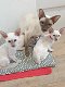 Siamese kittens (VIBER)whatsapp0032460210284) - 0 - Thumbnail