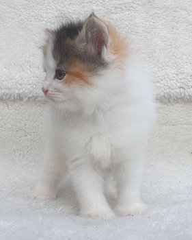 Geweldige Siberische Kittens Schattige, - 0