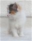 Geweldige Siberische Kittens Schattige, - 0 - Thumbnail