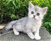 Pure Stamboom Chinchilla Kittens - 0 - Thumbnail