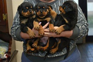 12 weken oude Rottweiler-puppy's voor adoptie - 0