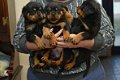12 weken oude Rottweiler-puppy's voor adoptie - 0 - Thumbnail