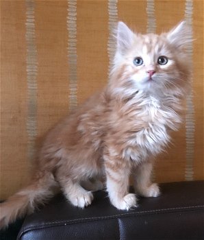 Gccf Maine Coon-kittens - 0