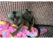 Pygmee zijdeaapjes te koop - 0 - Thumbnail