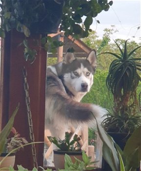 Siberische Huskys pups - 0