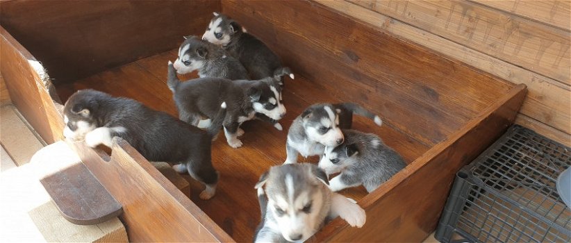 Siberische Huskys pups - 2