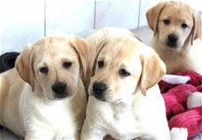 PRACHTIGE LABRADOR PUPS MOGEN GELIJK MEE