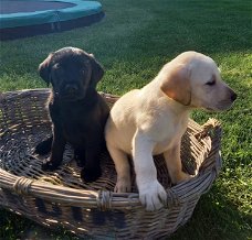 Labrador puppys