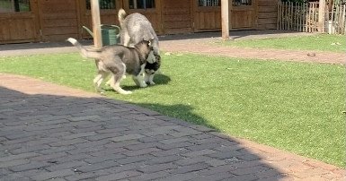 Husky pups reutjes met blauwe ogen (nog 1 reu) - 0