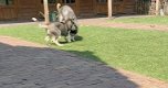 Husky pups reutjes met blauwe ogen (nog 1 reu) - 0 - Thumbnail