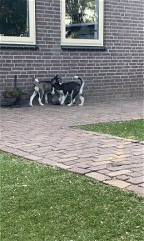 Husky pups reutjes met blauwe ogen (nog 1 reu) - 1