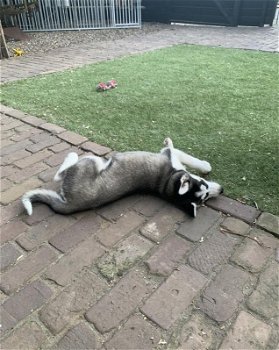 Husky pups reutjes met blauwe ogen (nog 1 reu) - 2