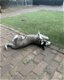Husky pups reutjes met blauwe ogen (nog 1 reu) - 2 - Thumbnail