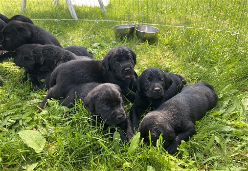 Labrador pups - 0