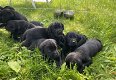 Labrador pups - 0 - Thumbnail