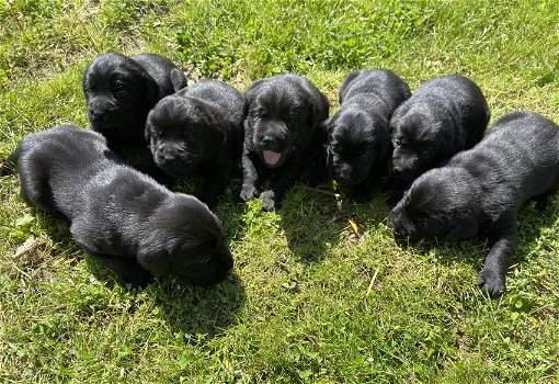 Labrador pups - 1