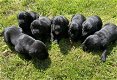 Labrador pups - 1 - Thumbnail