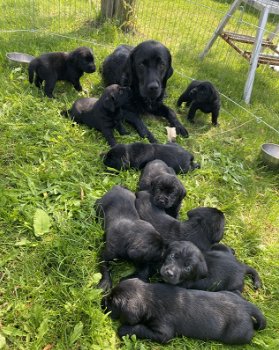 Labrador pups - 2