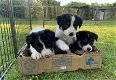 Prachtige border collie pups - 0 - Thumbnail