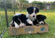 Prachtige border collie pups