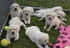 Gele Labrador Pups, Onwijs Mooi En Lekker Sociaal.