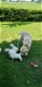 Blonde labrador pups, raszuiver - 0 - Thumbnail