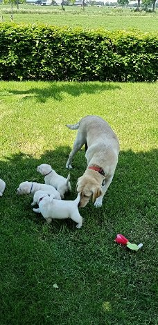 Blonde labrador pups, raszuiver