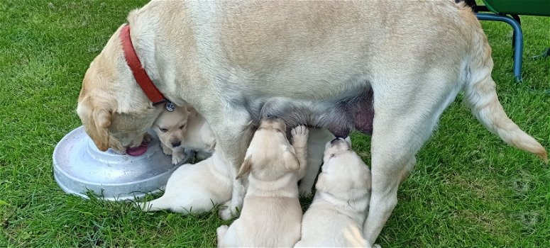Blonde labrador pups, raszuiver - 1