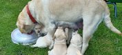 Blonde labrador pups, raszuiver - 1 - Thumbnail