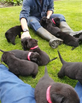 Te koop mooie labrador x Mechelse Herder pups - 0