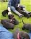 Te koop mooie labrador x Mechelse Herder pups - 0 - Thumbnail