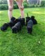 Te koop mooie labrador x Mechelse Herder pups - 1 - Thumbnail