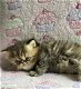 Prachtige Perzische kittens - 0 - Thumbnail