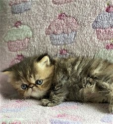 Prachtige Perzische kittens