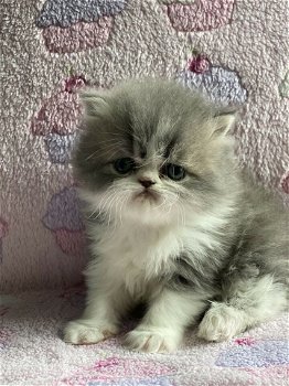 Prachtige Perzische kittens - 1